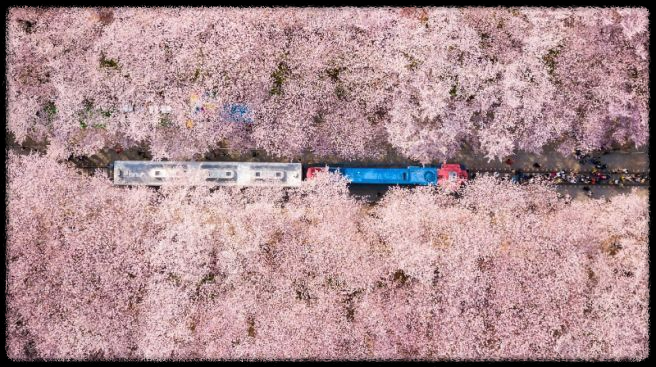 2025 진해 벚꽃 명소 BEST 7 - 인생샷 각도까지 알려드려요.