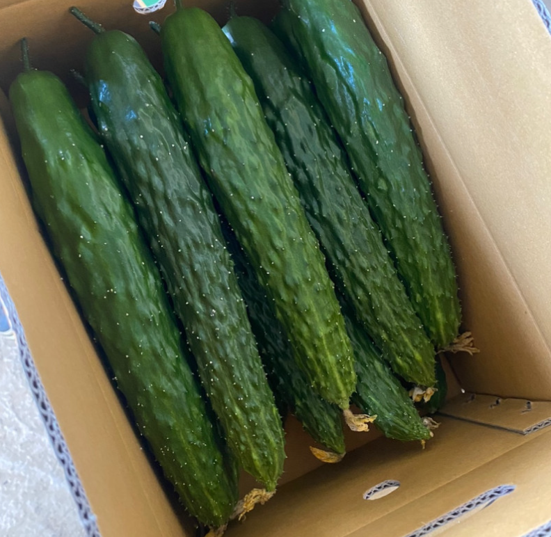 경남 창녕 가시오이 주문 방법