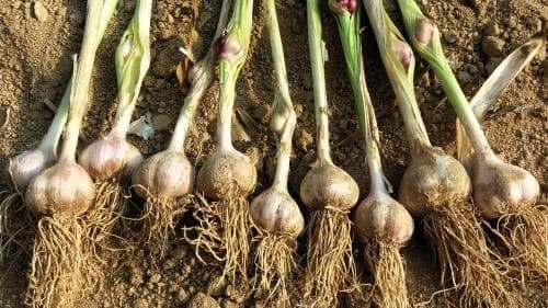 마늘-수확-저장-보관법