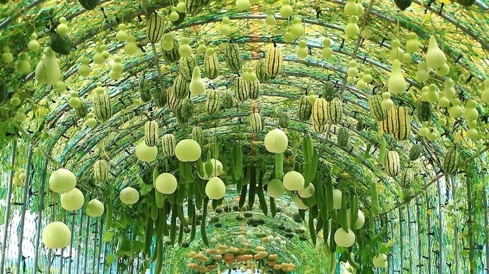 토종 식물이 정원과 환경에 가장 좋은 이유