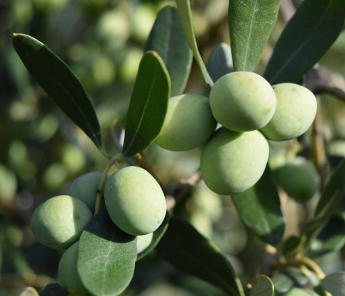 죽어가는 올리브나무 살리는 법