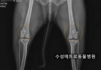 강아지 슬개골 탈구 수술 후유증_22