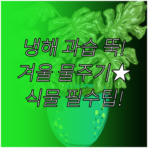 실내 식물 냉해 과습 없이 키우는 겨..