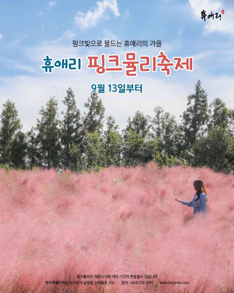 10월 지역축제 제주 가을 축제 핑크뮬리