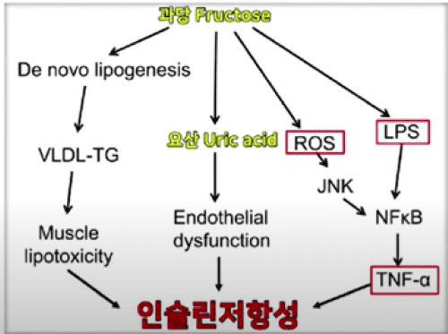 혈당관리보다 중요한 인슐린 저항성 관리
