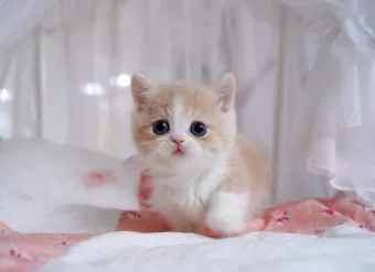 고양이 합사 방법 실패 스트레스 서열_13