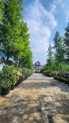 용인 자작나무숲