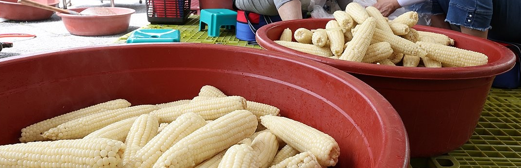 2025 홍천찰옥수수축제2