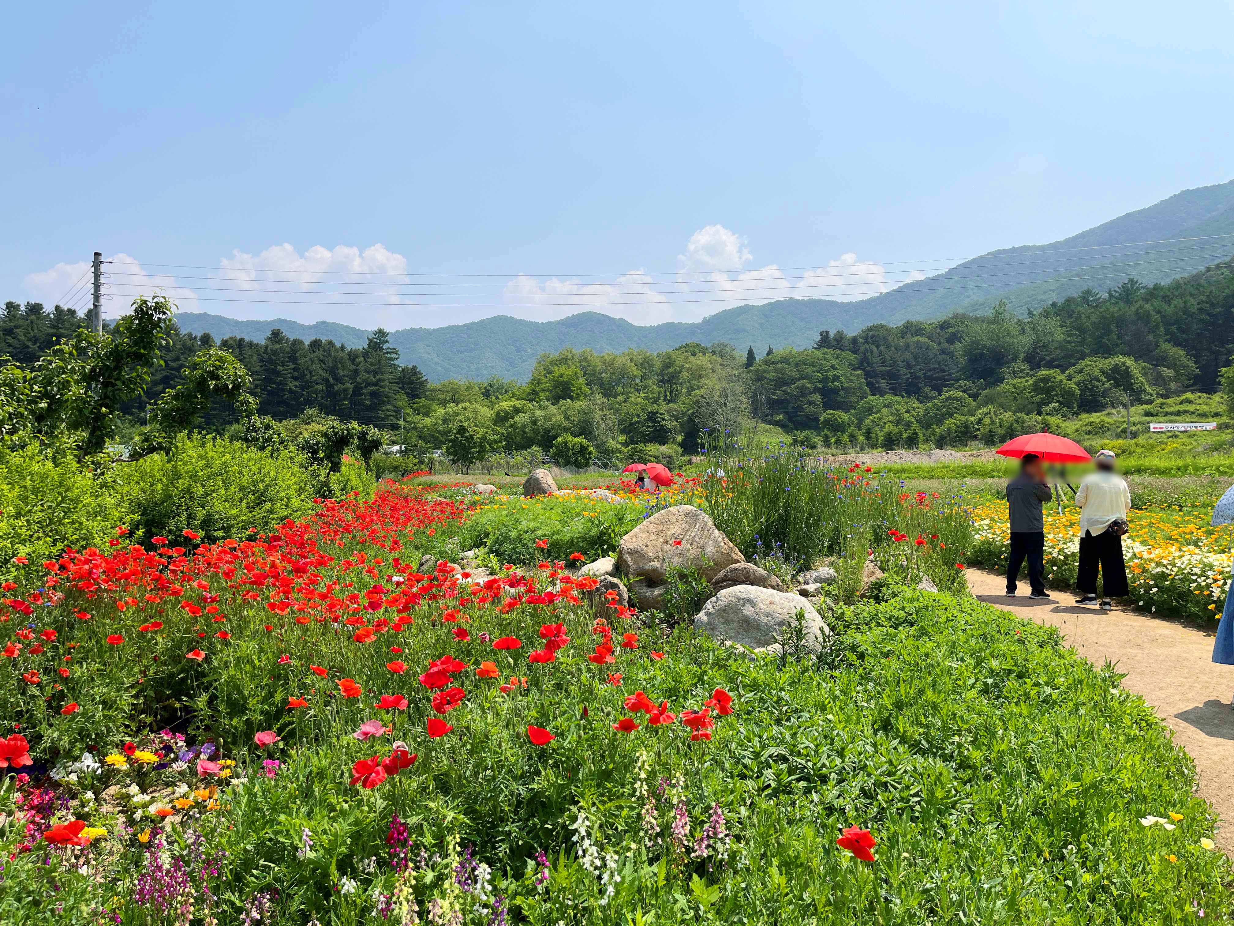 용수골 꽃양귀비 축제