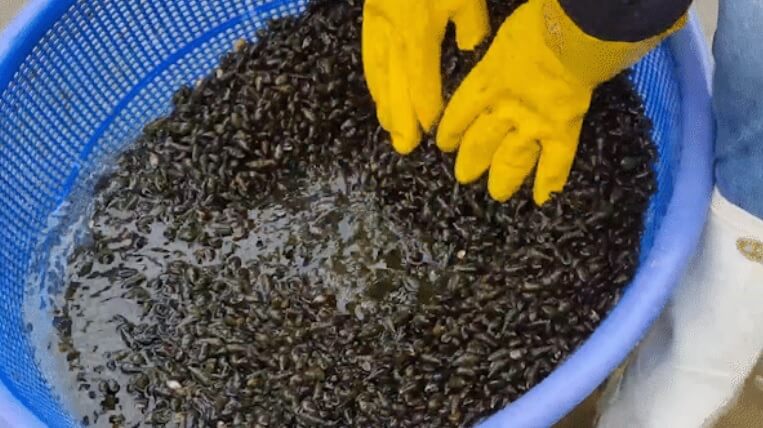 생방송투데이 이 주의 장바구니 맑은 강의 보물 영월 다슬기 주문방법 아띠라이프 생방송투데이 3781회