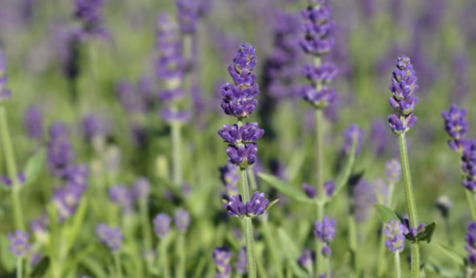 2024 고창청농원 라벤더시즌 축제 일정 개화 입장료 장소