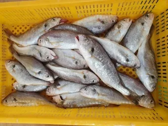 6월 제철 횟감 맛집 어디서 먹는 게 가장 맛있을까요 지역별 상세 추천_19