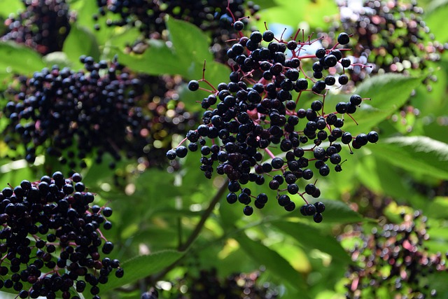 임업직불금 신청자격