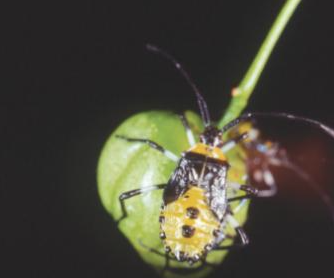 노랑배허리노린재