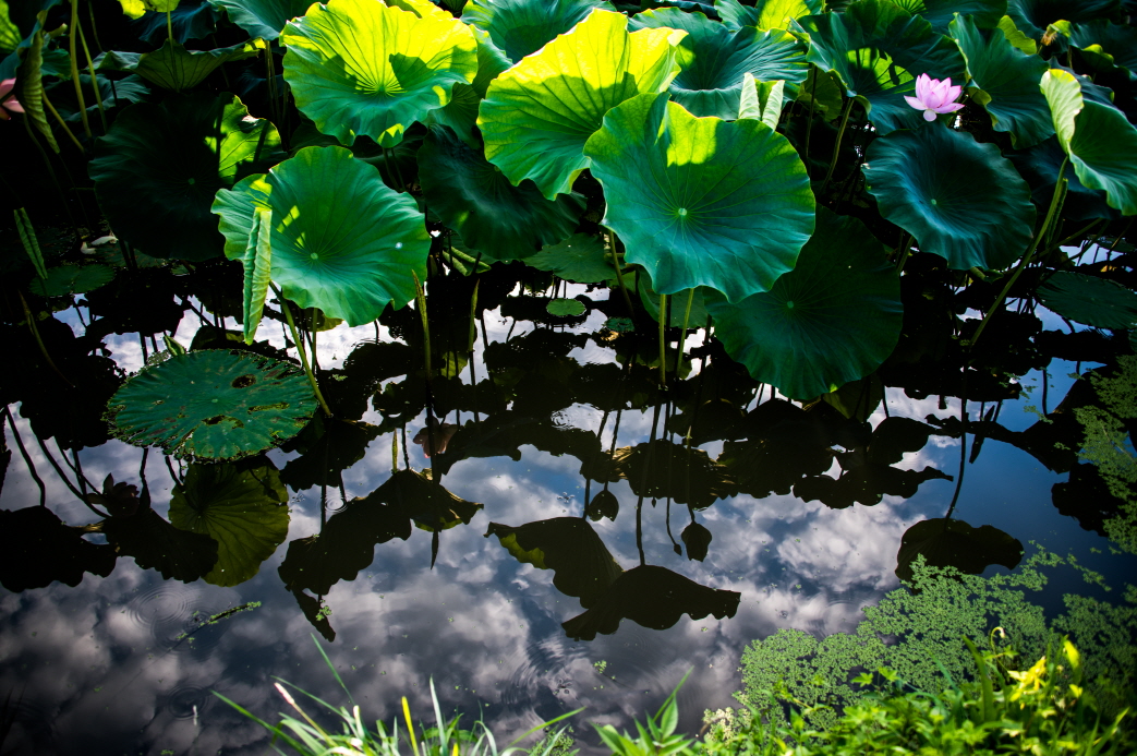 연잎이 하늘을 날고 있는 듯한 모습