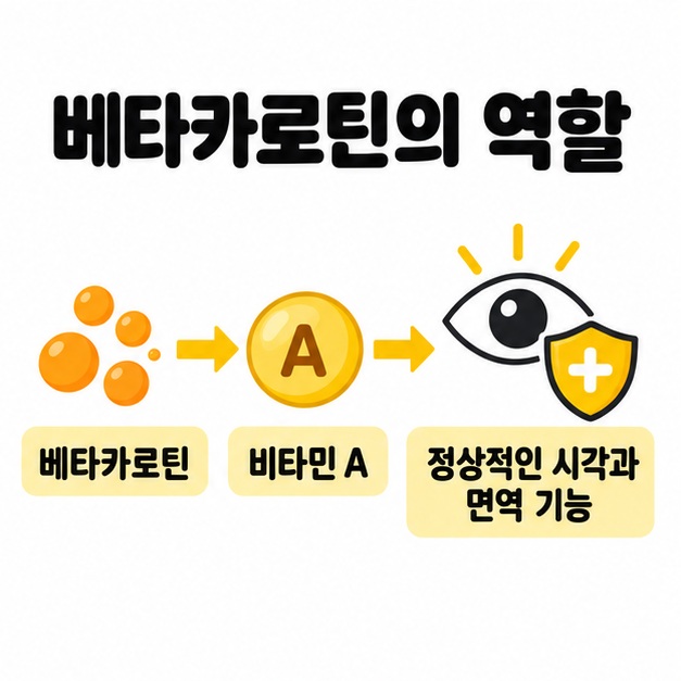 봄동의 베타카로틴이 비타민 A로 전환되어 정상적인 시각과 면역 기능 유지에 관여하는 흐름 도식