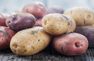 감자 심는 시기 방법 | 남부 중부 지방 감자파종시기 | 씨감자 자르기 소독법 감자 심는 시기 방법 | 남부 중부 지방 감자파종시기 | 씨감자 자르기 소독법