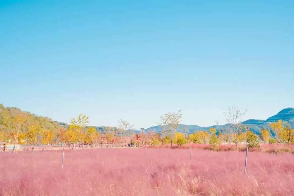 합천 신소양체육공원 핑크뮬리