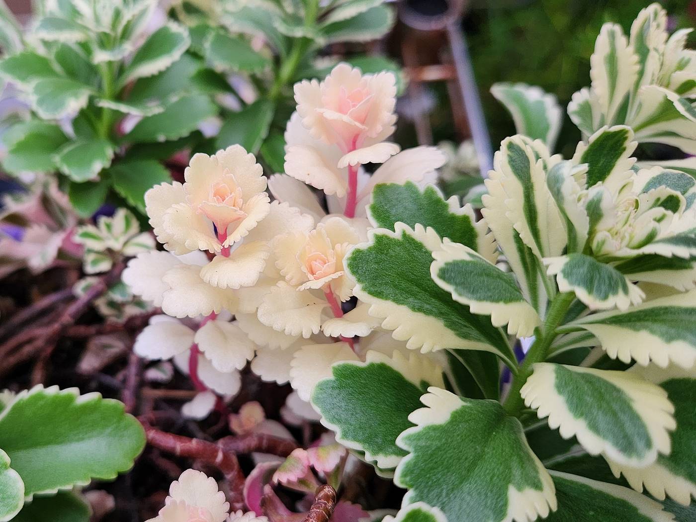 무늬섬기린초 (섬기린초 아틀란티스)