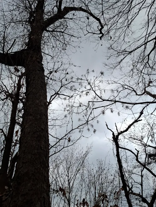직접 촬영한 하늘과 나무: 매트릭스 자동 반응을 멈추고 관찰자 의식을 회복하는 공간 (Original Photography of Sky and Tree for Hacking the Matrix)