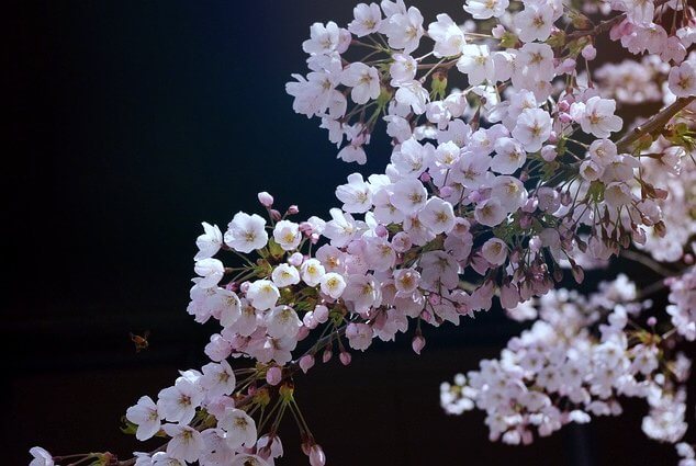 밤에 핀 벚꽃나무