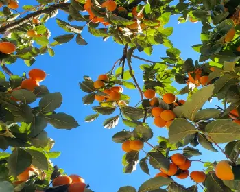 지리산 산청곶감축제_6