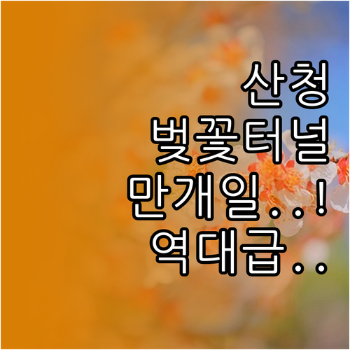 산청 벚꽃 명소 단성면 벚꽃 터널과 ..