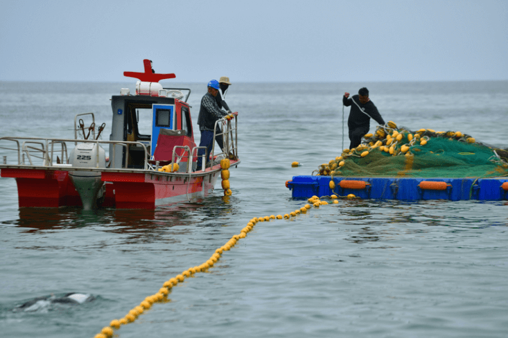 상어 출몰 피해를 막기 위해 그물을 치고 있는 어민들
