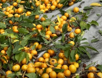 매실청 담그는법