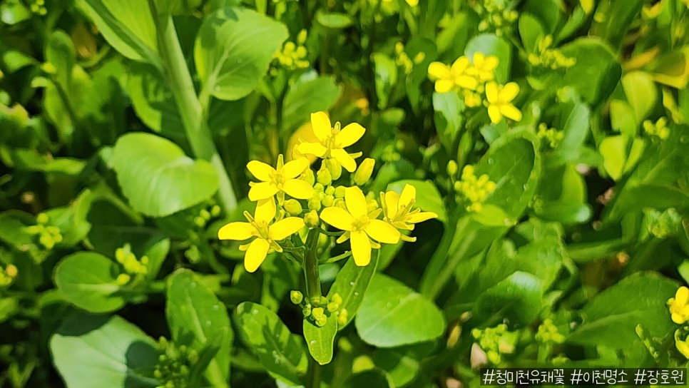 유채꽃 1