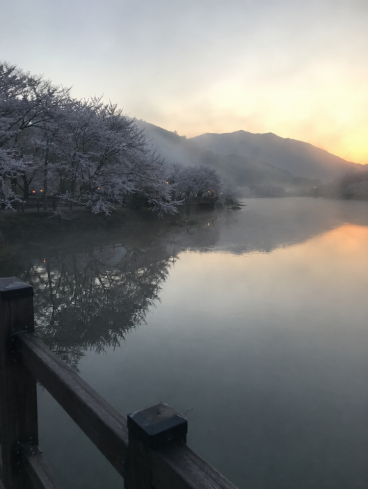 전남 화순 세량지의 이른 아침 벚꽃과 물안개 가득한 저수지 풍경