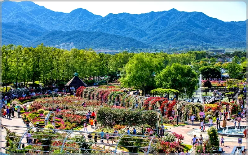 곡성 장미축제_27