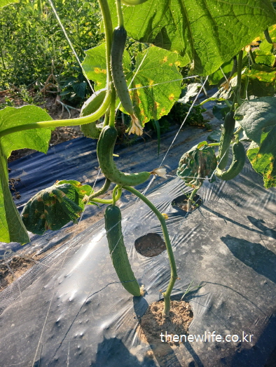 비닐멀칭 위에 자라고 있는 날씬한 오이들의 모습-오이효능-다이어트에 적합한 오이 실물사진