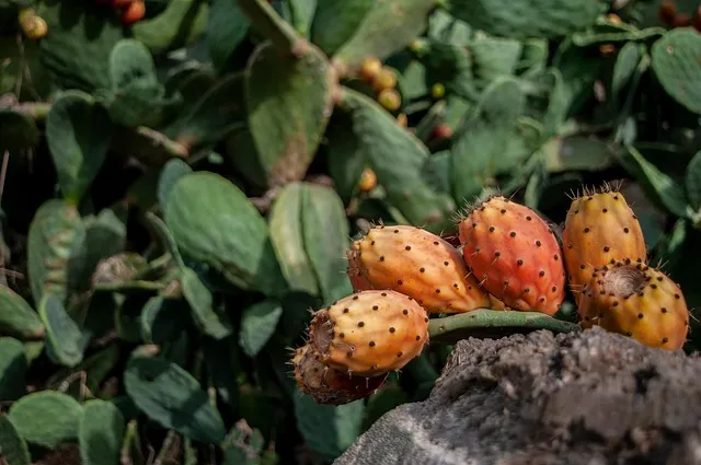 무화과 효능 칼로리 먹는 방법 수확시기 보관법_8