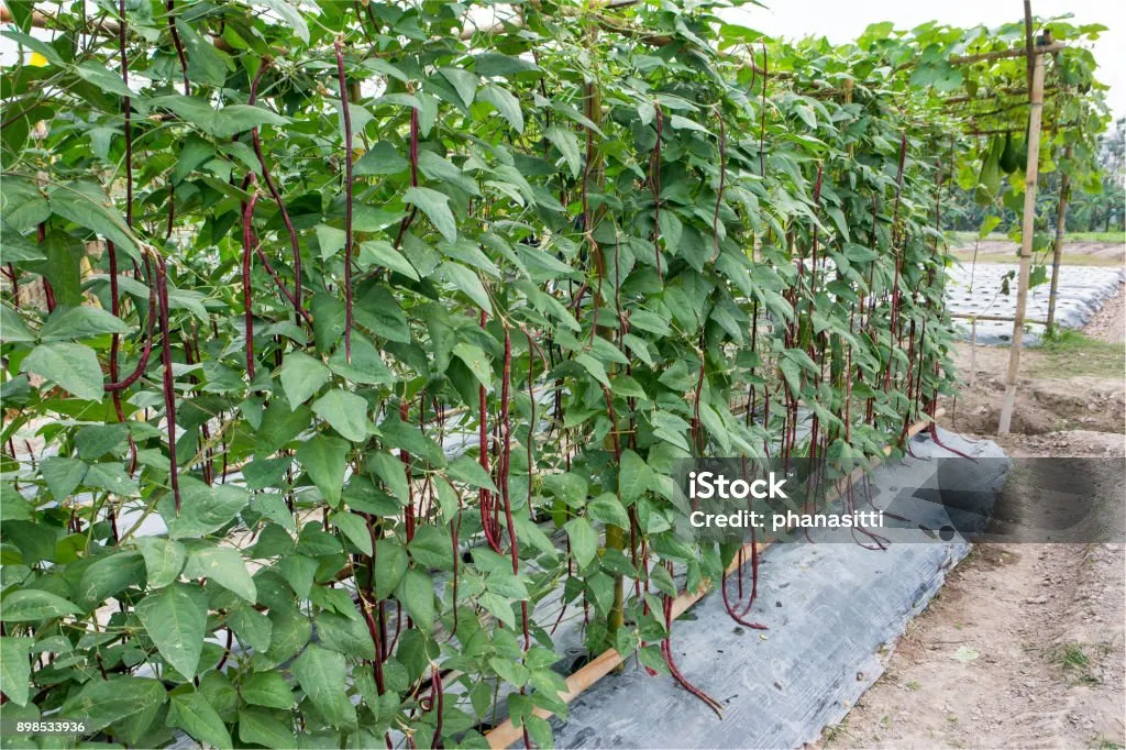 팥 재배 파종 적기 배수로 만들기 수확 건조_6