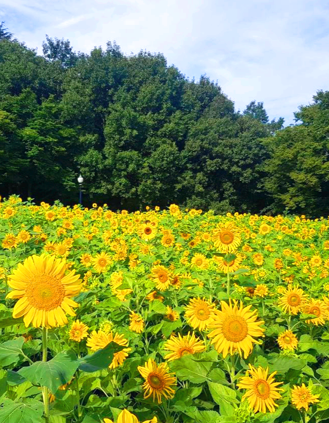 해바라기축제
