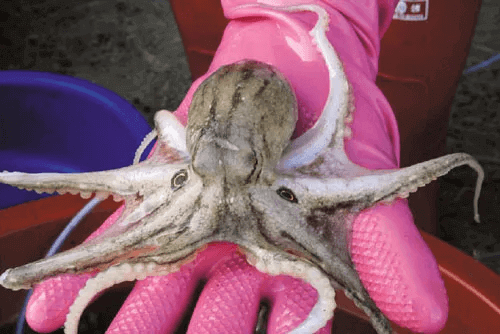 매력적인 외모와 특별한 맛