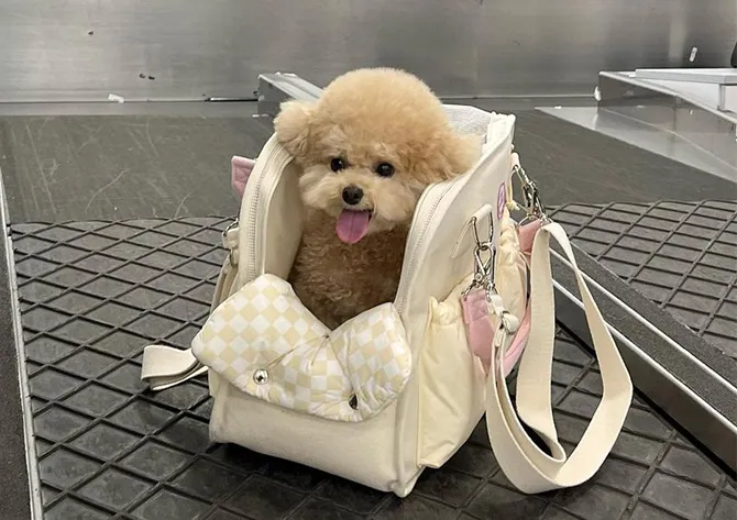 반려동물과 해외여행 기내 직항 펫 전용 준비와 절차_5