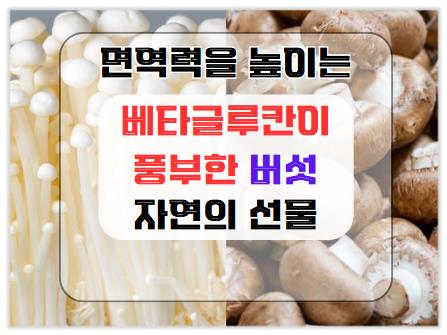 베타글루칸이 풍부한 버섯: 면역력을 높이는 자연의 선물