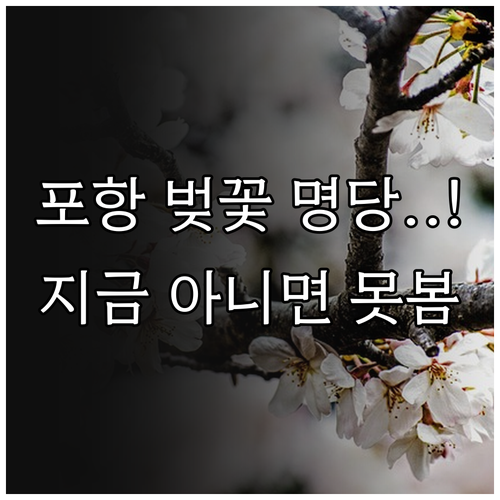 2026 포항 벚꽃 축제 일정 개화 ..