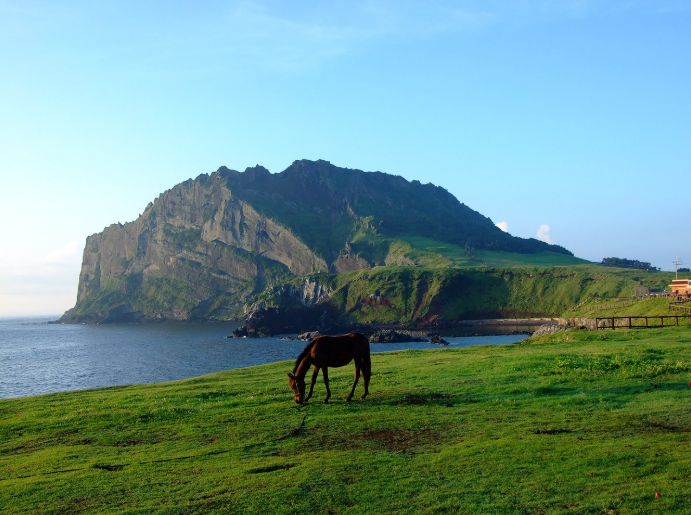 제주 관련 이미지