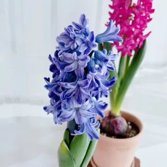 히아신스 꽃말 키우는법 꽃이 지고난 후 수경재배_21