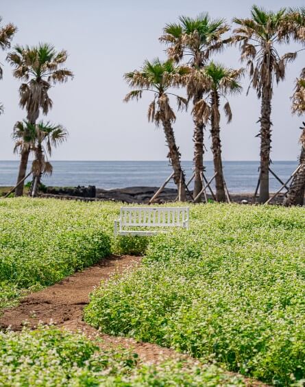 2025 제주도 웨이뷰 메밀꽃밭 축제, 웨이뷰에서 사랑하는 사람들과 행복한 시간을 보내세요!