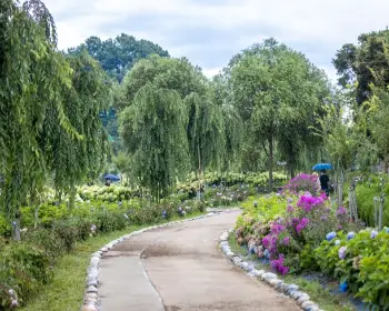 공주 수국축제 유구 색동 수국 정원 꽃축제_27