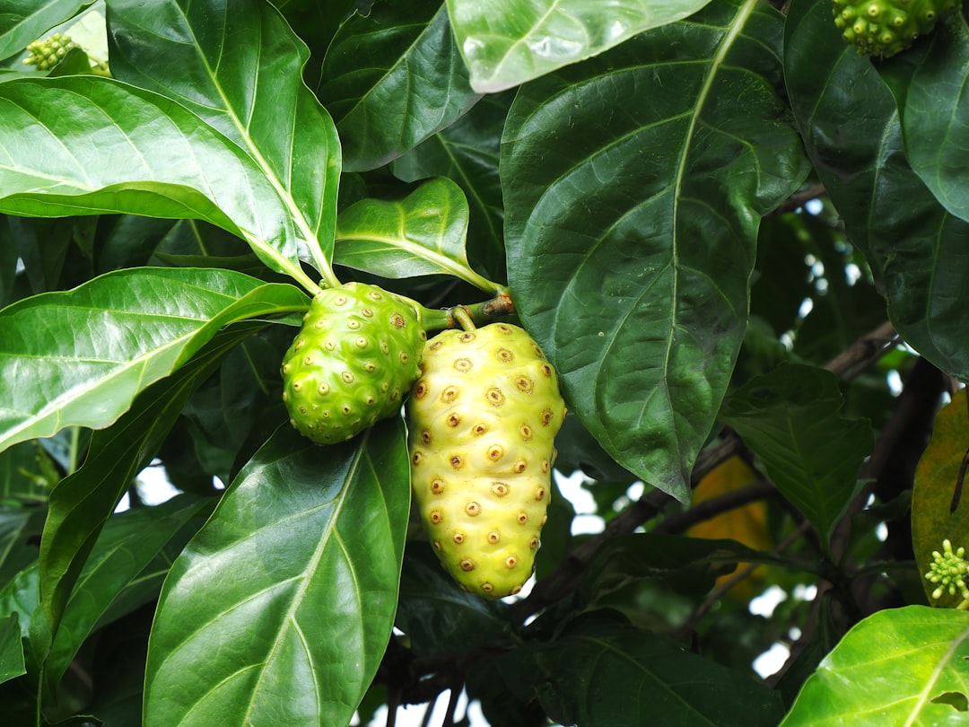 Noni.