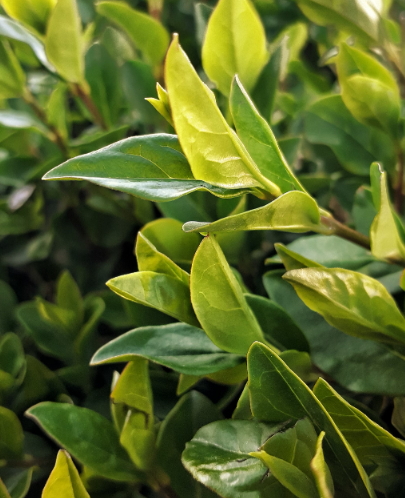 녹차의 효능 10가지&amp;#44; 부작용 6가지 알아보기