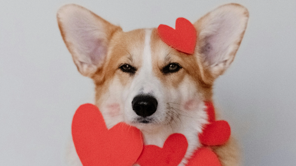 하트를 달고있는 강아지
