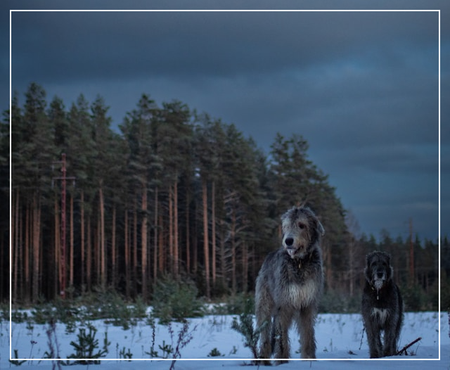 아일리시 울프하운드
