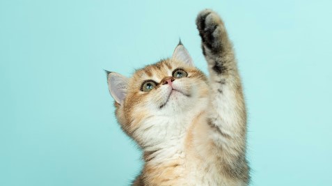 한국 인기 고양이 품종 순위 관련 사진