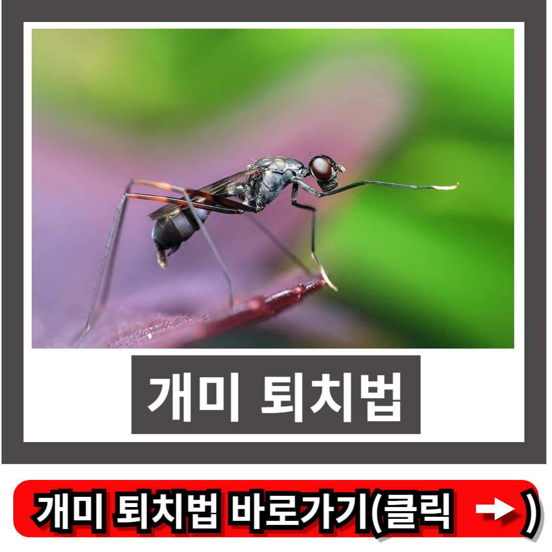 개미 퇴치법